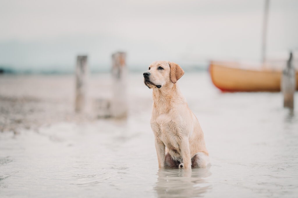 Großer cremefarbener Labrador sitzt im See und hinter ihm ist ein Boot zu erkennen