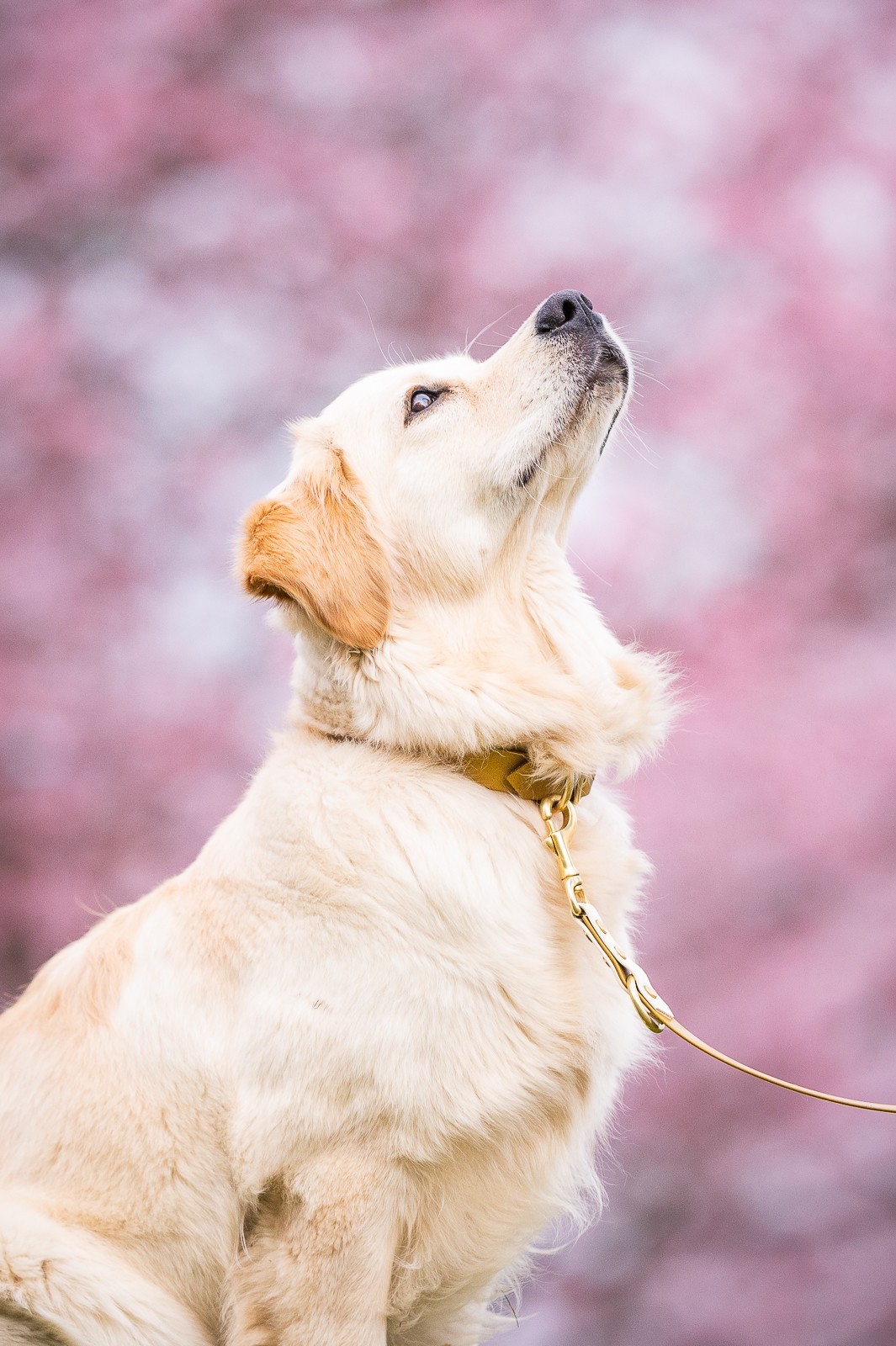 Golden Retriever Hündin seitlich vor Kirschblüten